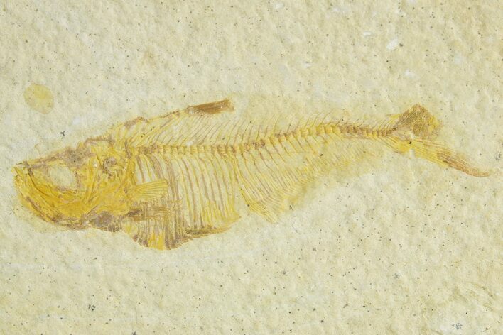 Bargain, Fossil Fish (Diplomystus) - Wyoming #363803